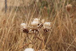 Cynara baetica subsp. baetica的圖片