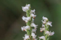 Image of Yellow nodding lady's tresses