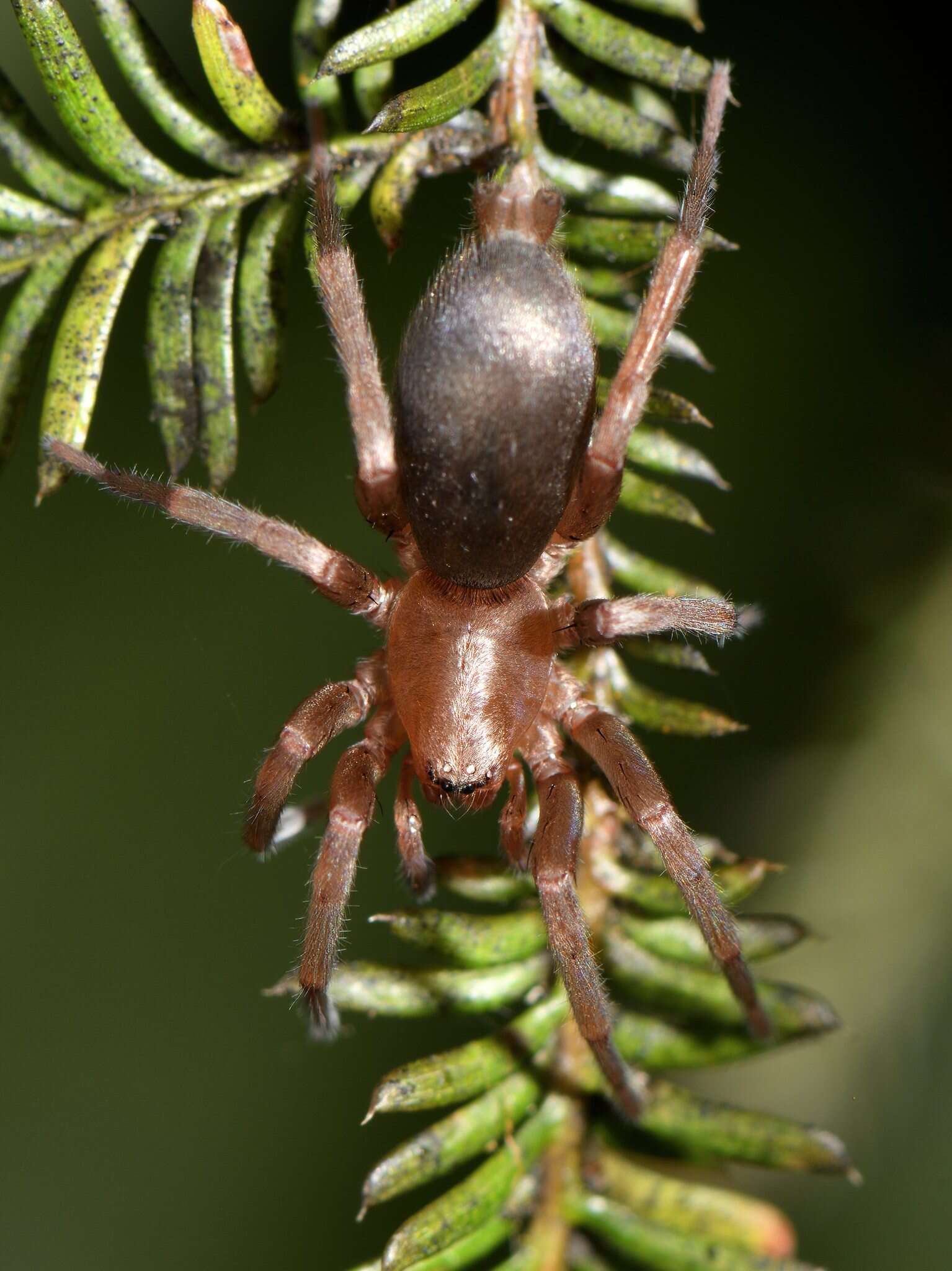 Image of Hypodrassodes maoricus (Dalmas 1917)