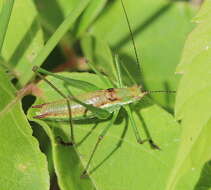 Image of striped bush-cricket