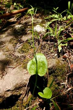 Image of Netted Adder's-Tongue