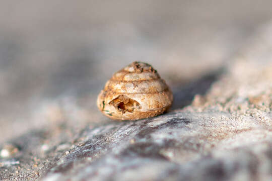 Image of Tawny Glass Snail