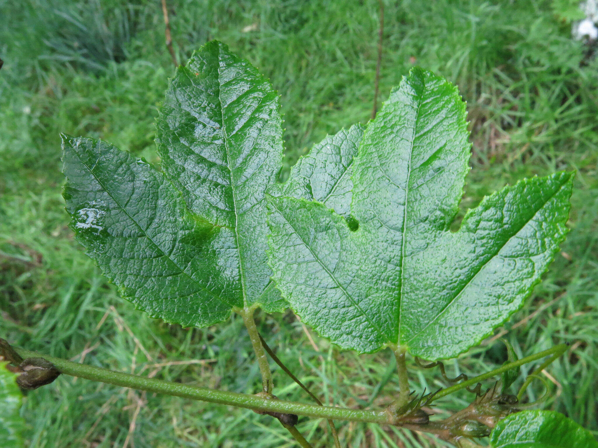 Image of Passiflora pinnatistipula Cav.