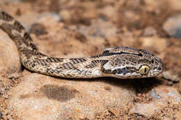 Image of Forsten's Cat Snake
