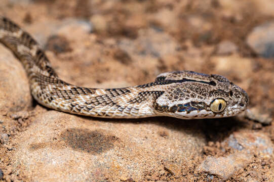 Image of Forsten's Cat Snake