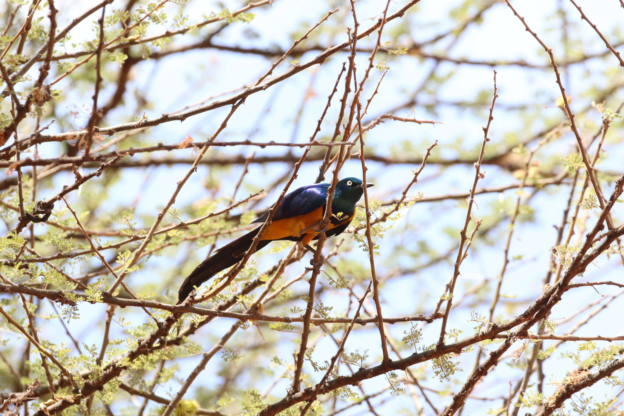 Image of Golden-breasted Starling