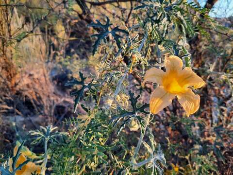 Image of Cucurbita cordata S. Watson