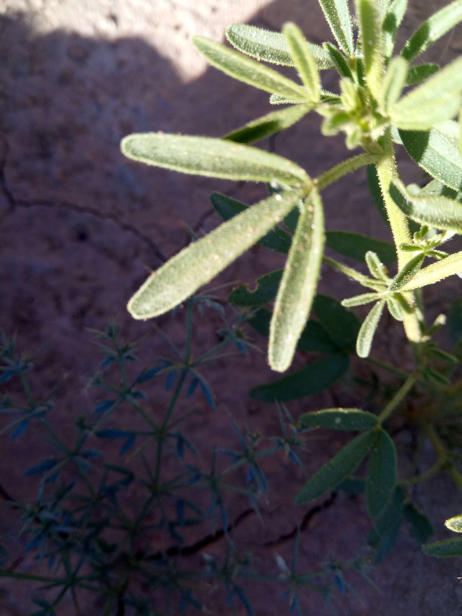 Image of Cleome amblyocarpa Barr. & Murb.