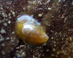 Image of Notocypraea piperita (Gray 1825)