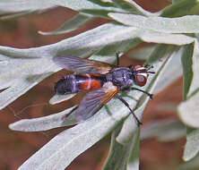 Image of Cylindromyia interrupta (Meigen 1824)