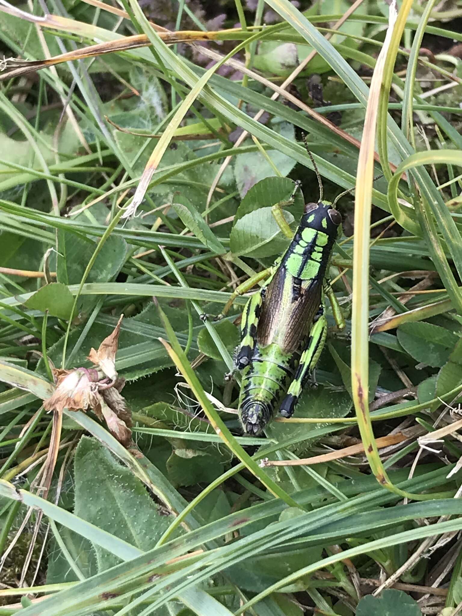 Image of Long-winged Mountain Grasshopper