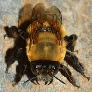 Anthophora hispanica (Fabricius 1787)的圖片