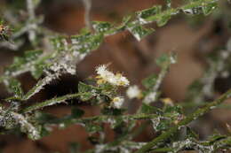 Слика од Acacia biflora R. Br.