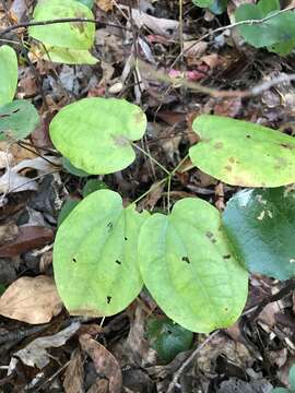 Image of Biltmore's carrionflower