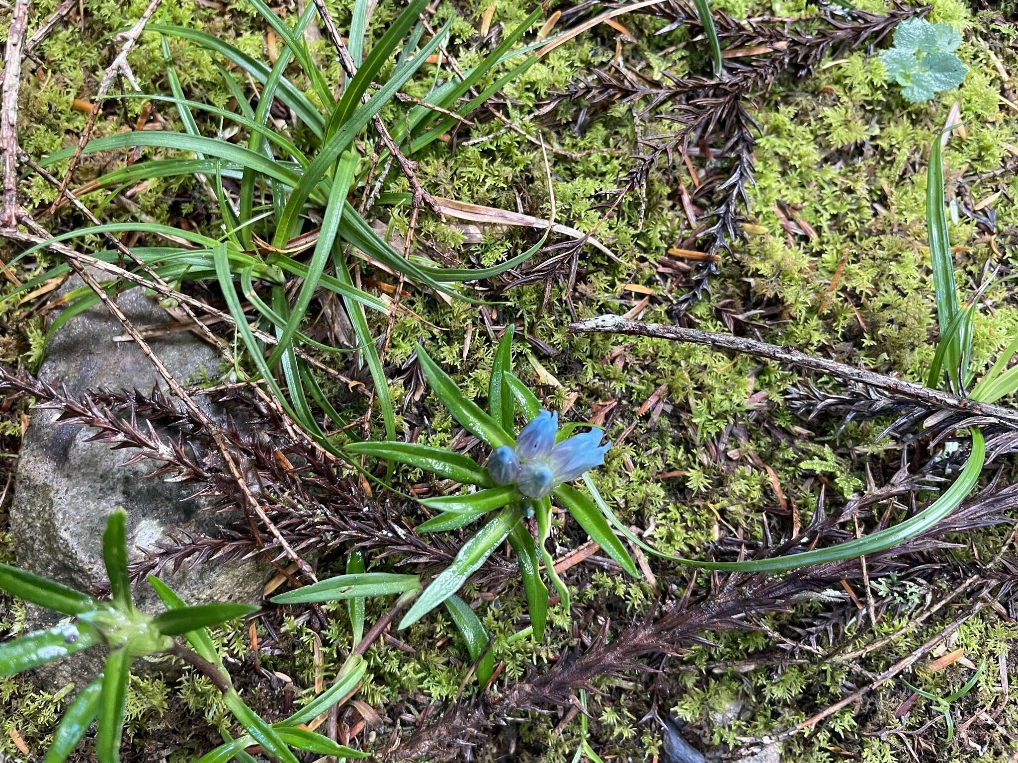 Image de Gentiana davidii Franch.