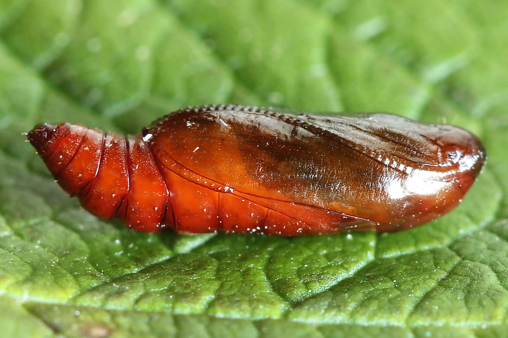 Image of Agonopterix heracliana Linnaeus 1758