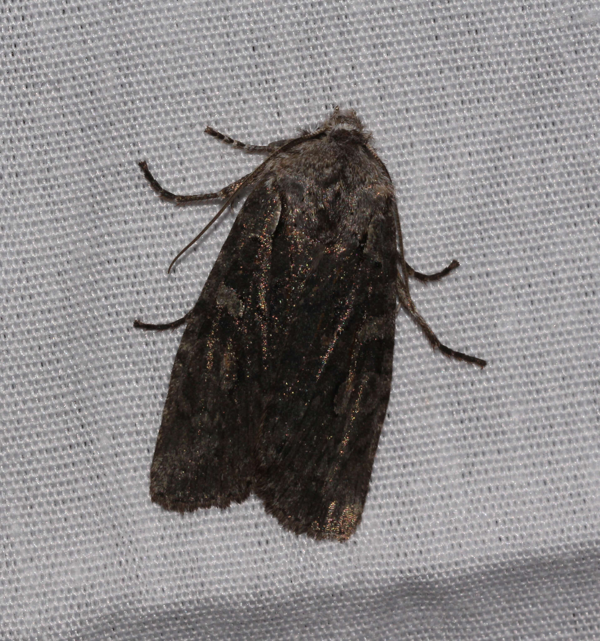 Image of Plush-naped Pinion