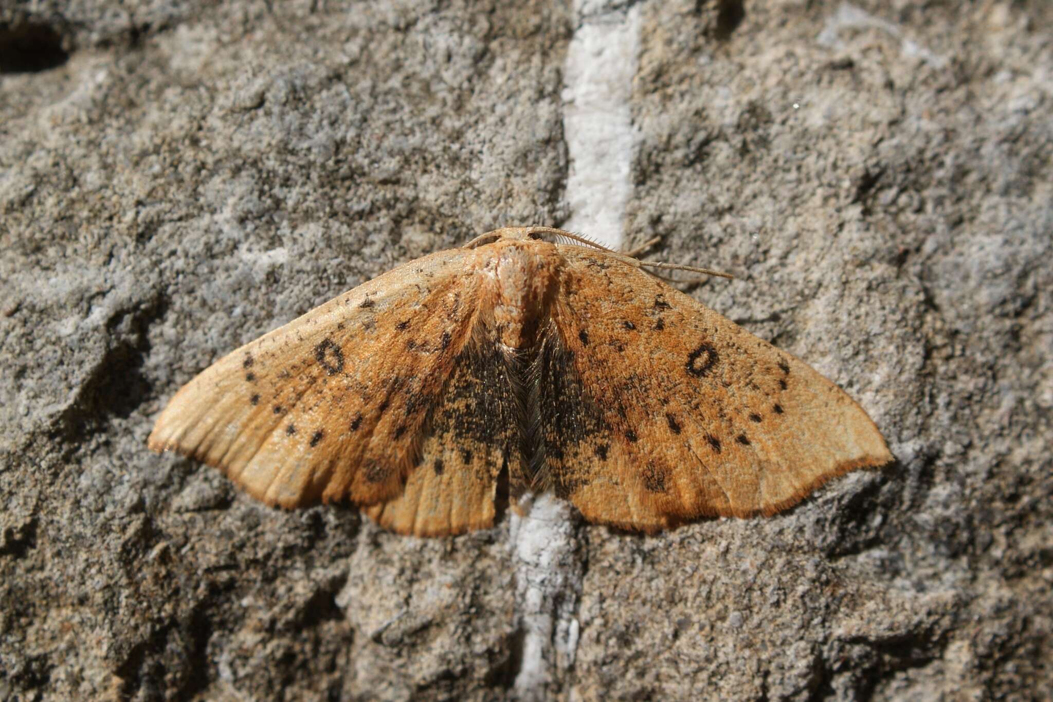 Image of Cyclophora lennigiaria Fuchs 1883