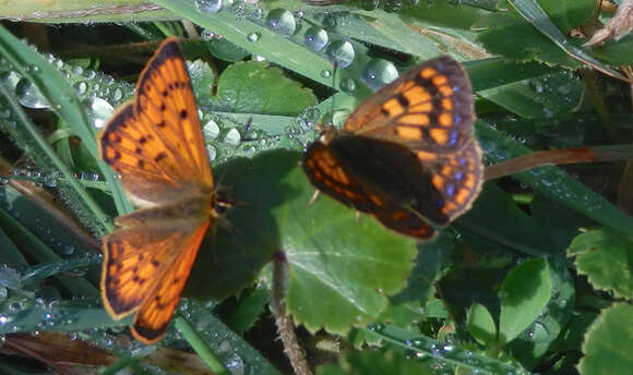 Image of Lycaena salustius (Fabricius 1793)