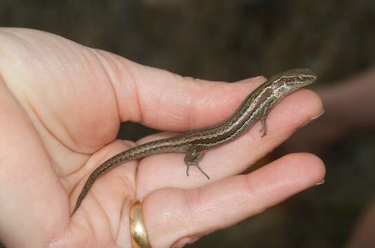 Image de Oligosoma maccanni (Hardy 1977)