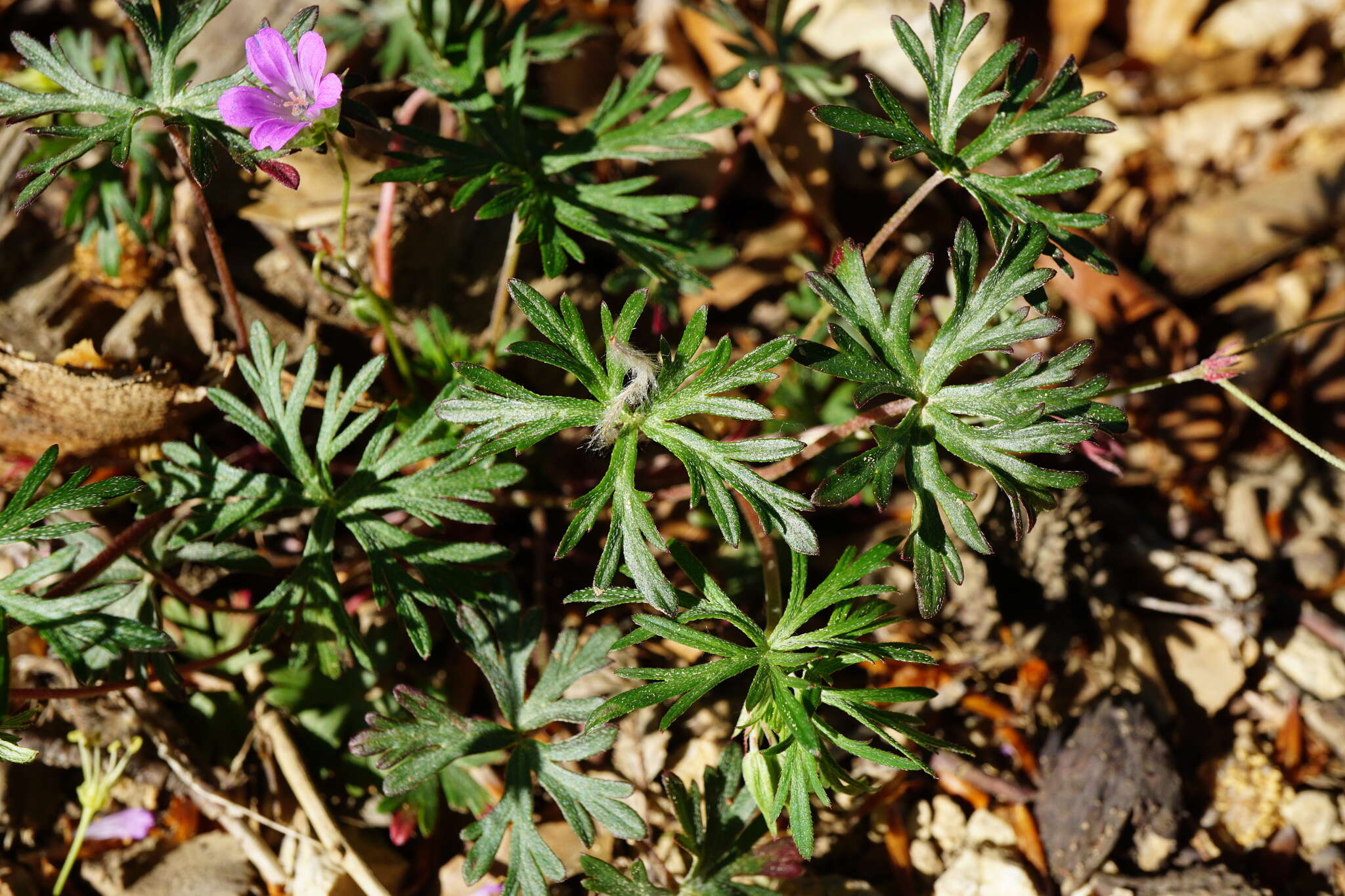 Plancia ëd Geranium columbinum L.