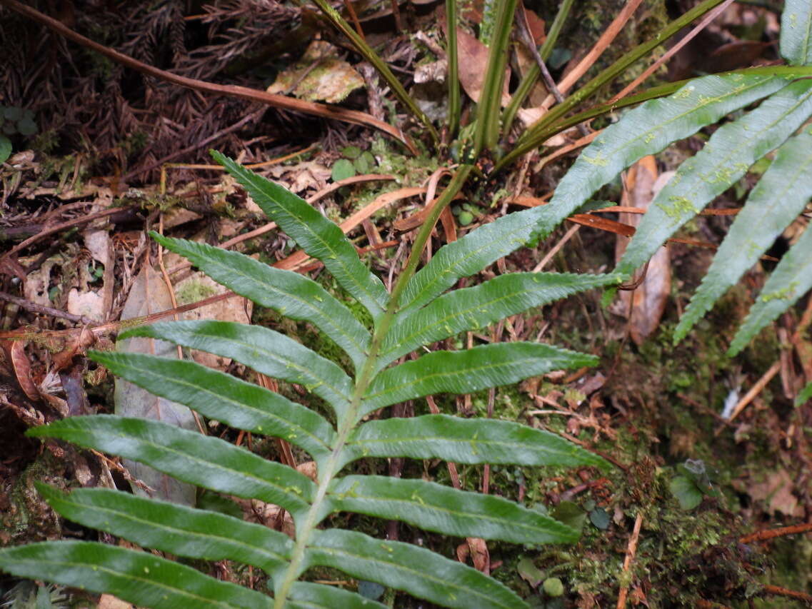 Imagem de Plagiogyria falcata Copel.