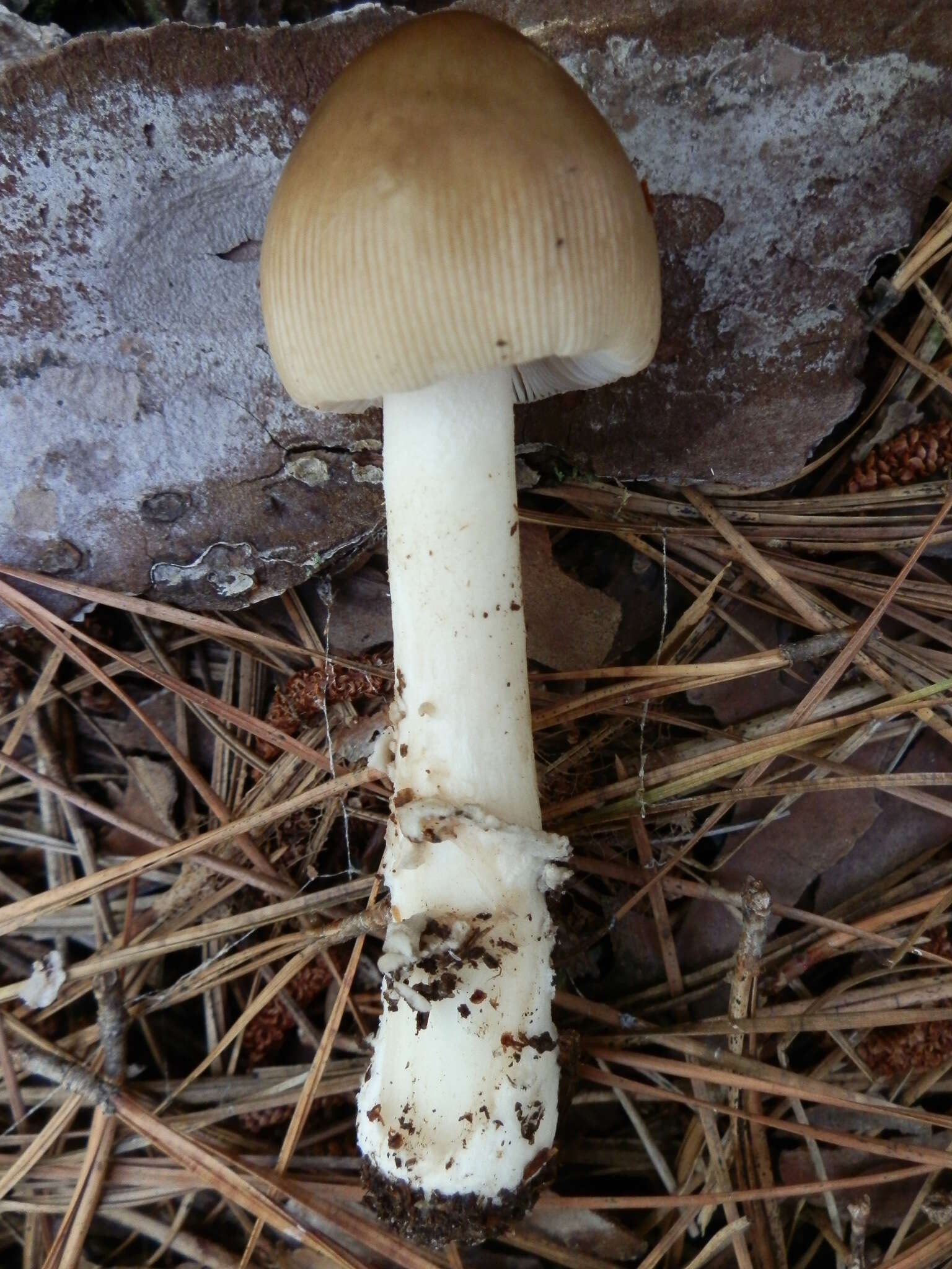 Image of Amanita sinicoflava Tulloss 1988