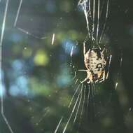 Image of White Micrathena