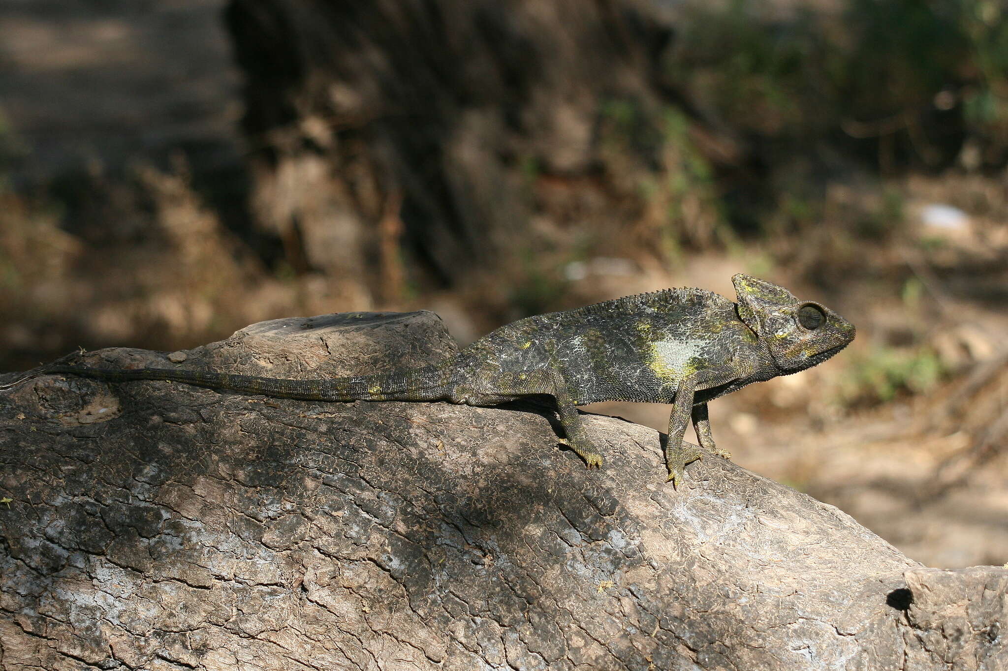Image of Arabian Chameleon