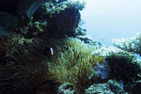 Image of Cinnamon clownfish