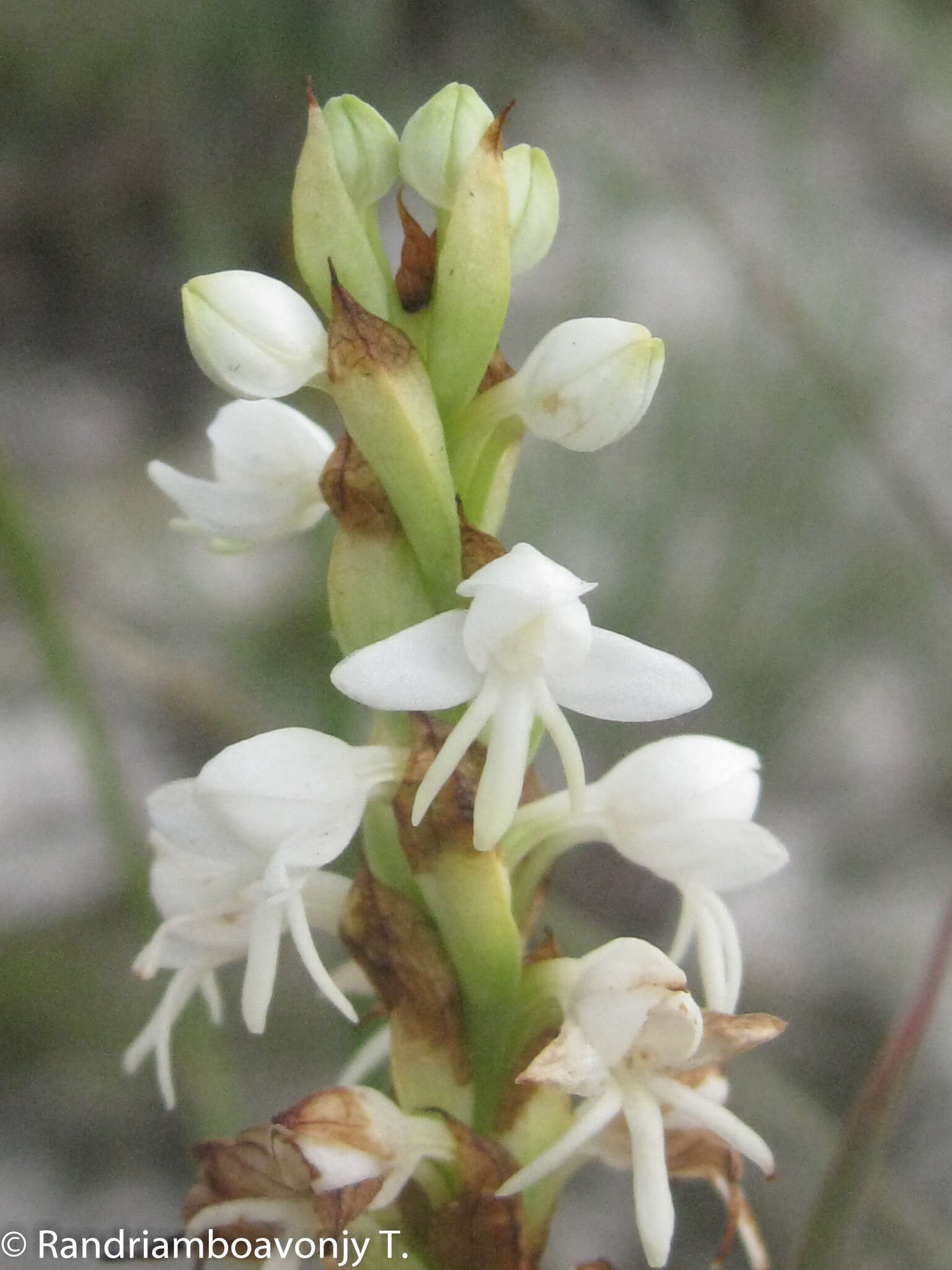 Image of Habenaria monadenioides Schltr.