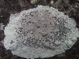 Image of dirinaria lichen