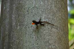 Image of Graham's anole