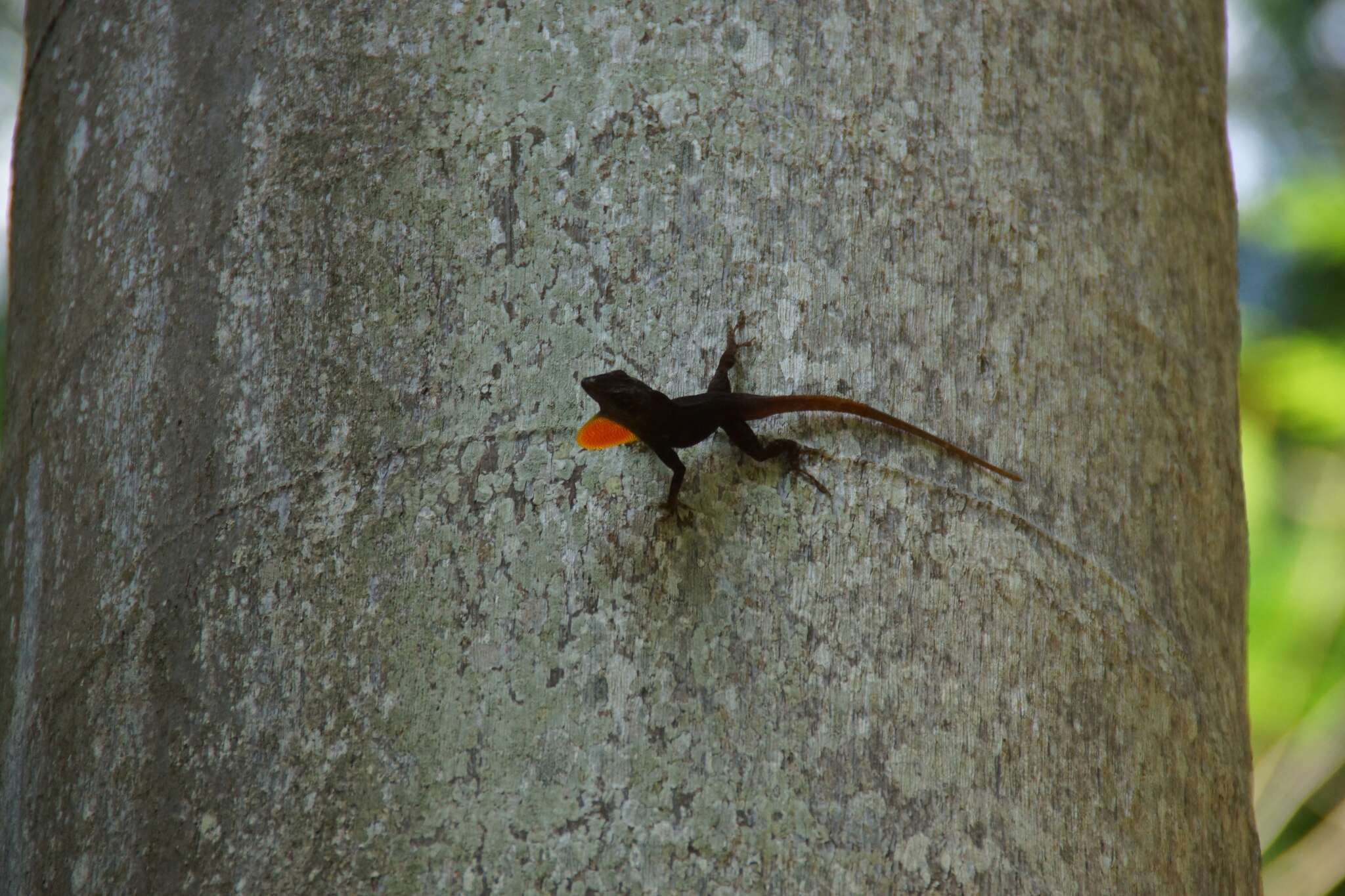 Image of Graham's anole