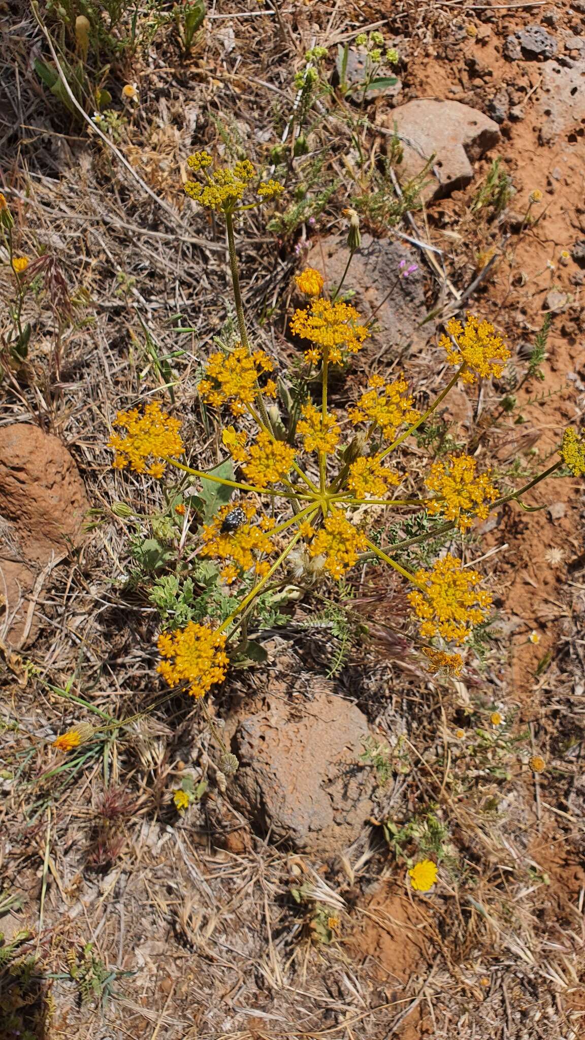 Image of Leiotulus secacul (Mill.) M. G. Pimenov & T. A. Ostroumova