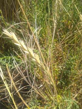 Image of Elymus scabrifolius (Döll) J. H. Hunz.