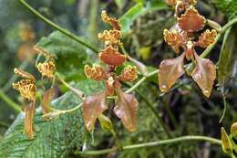 Image of Cyrtochilum trifurcatum (Lindl.) Kraenzl.