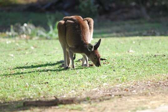 Image of Kangaroo Island Western Grey Kangaroo