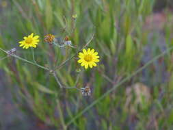 Image of Osteospermum bolusii (Compton) T. Norl.