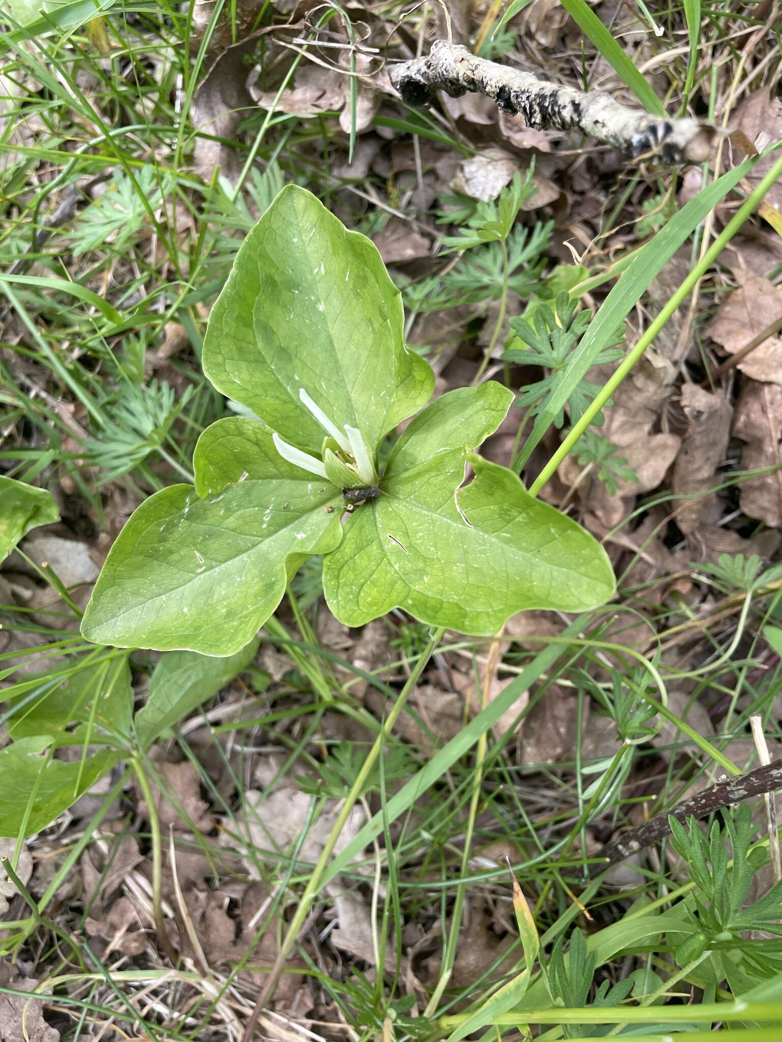 صورة Trillium albidum subsp. parviflorum (V. G. Soukup) K. L. Chambers & S. C. Meyers