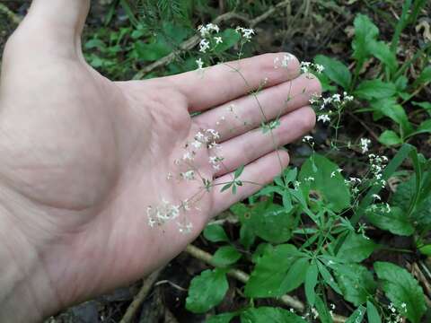 Image of Bedstraw