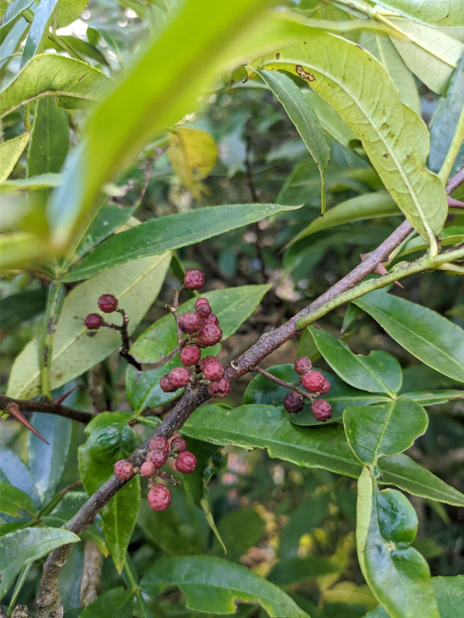 Plancia ëd Zanthoxylum armatum DC.