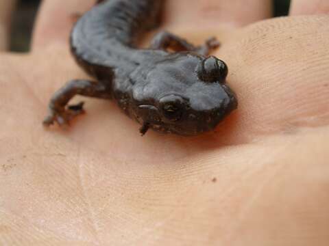 Image of Clouded Salamander