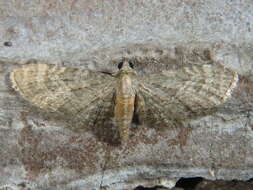 Imagem de Eupithecia haworthiata Doubleday 1856