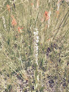 Image of Sierra bog orchid