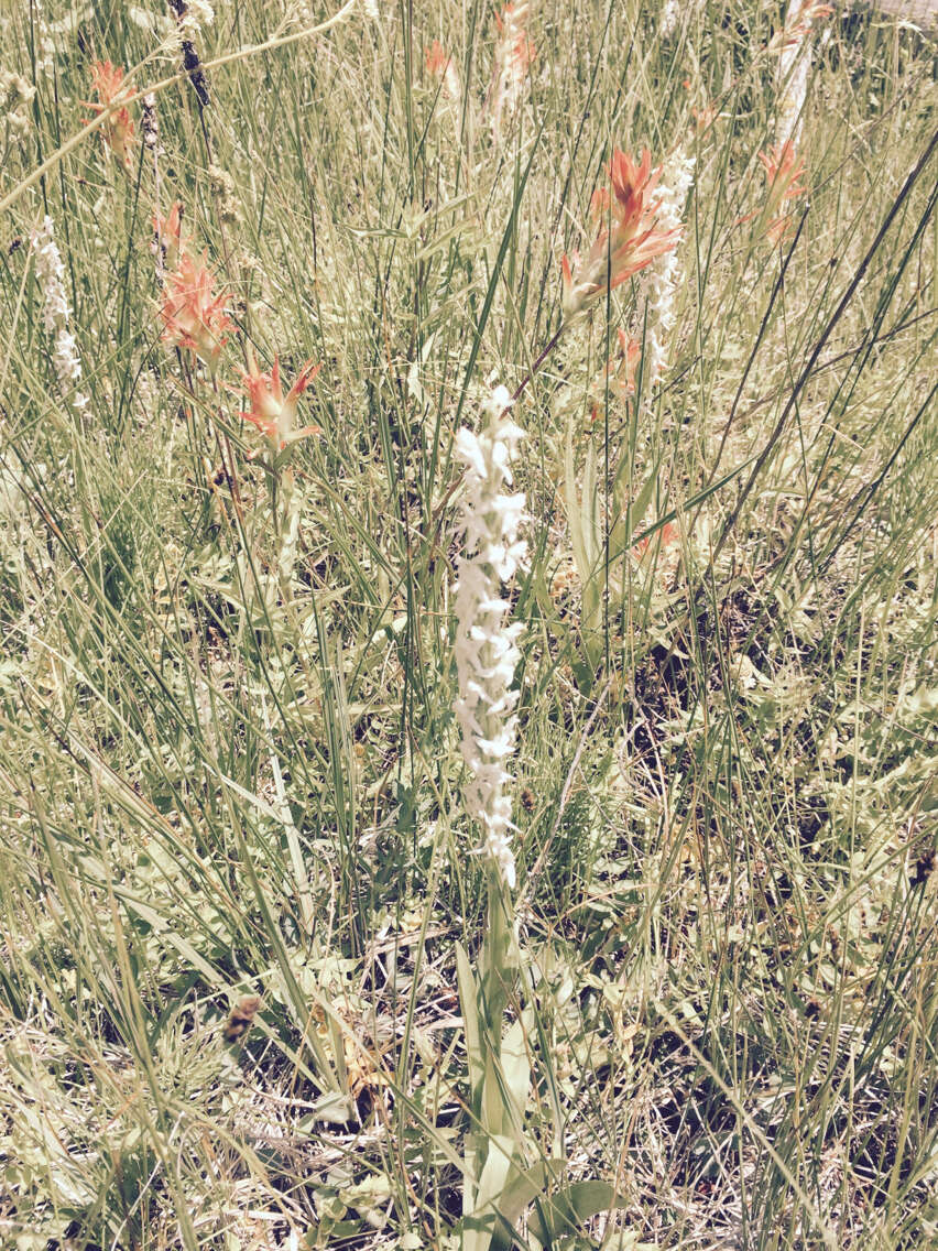 Image of Sierra bog orchid