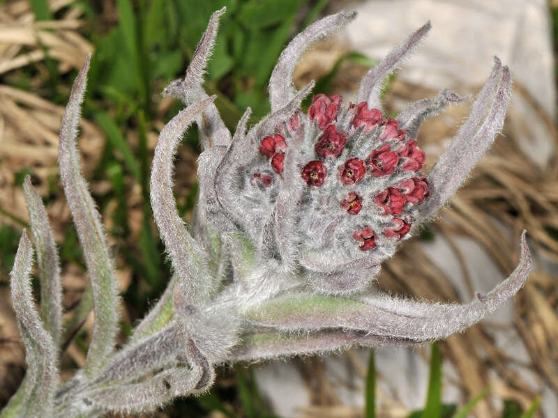 Cynoglossum magellense Ten.的圖片