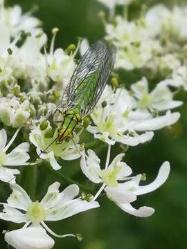 Image of Hypochrysa