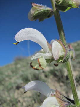 Salvia verbascifolia M. Bieb. resmi