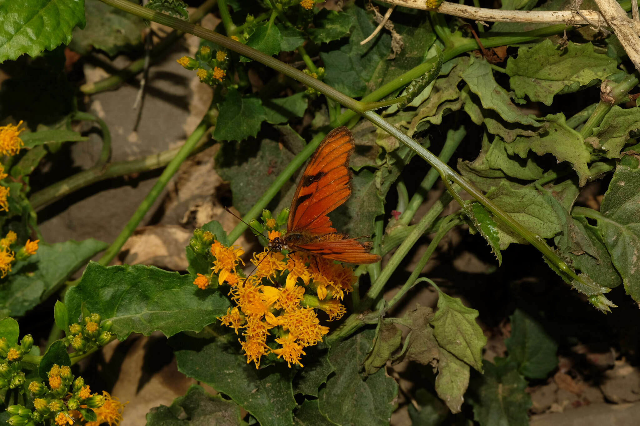 Image of Mexican Flame Vine